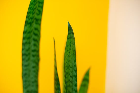 close up of mothers tongue plant against yellow wall