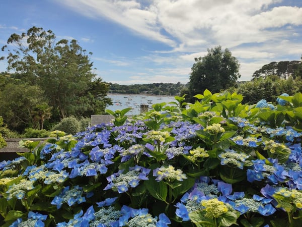 blue-hydrangeas-in-cornwall