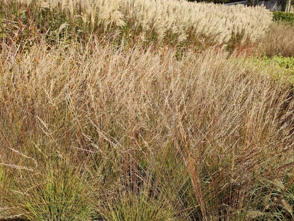 ornamental-grasses